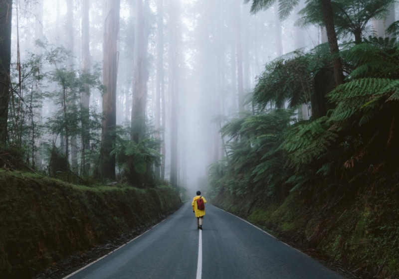 A person walking along a deserted forest road.